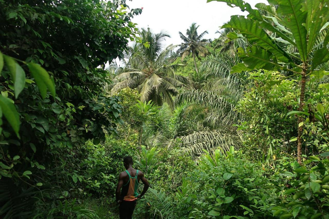 Afro Beach Eco Resort Butre Extérieur photo